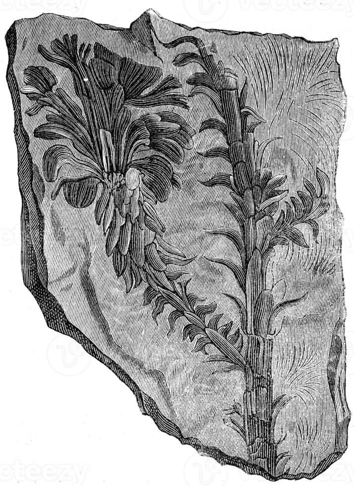 Voltzia hétérophylle, ancien gravure. photo