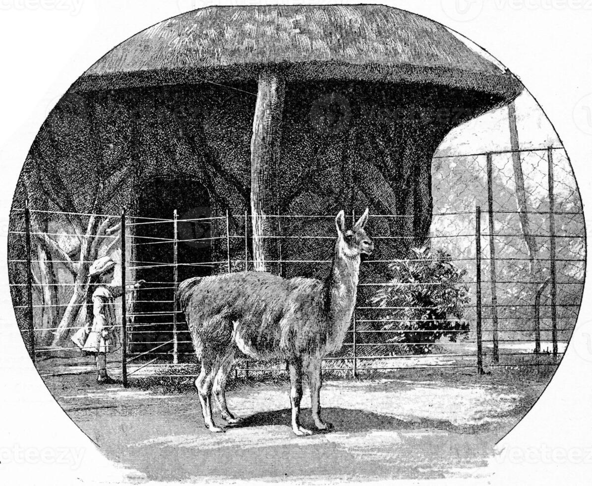 le lama, ancien gravure. photo