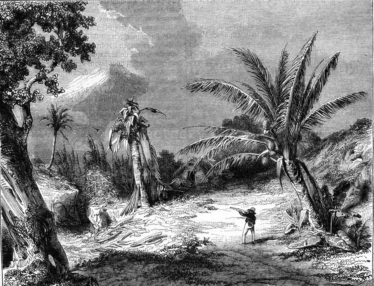 paysage dans guadeloupe, ancien gravure. photo