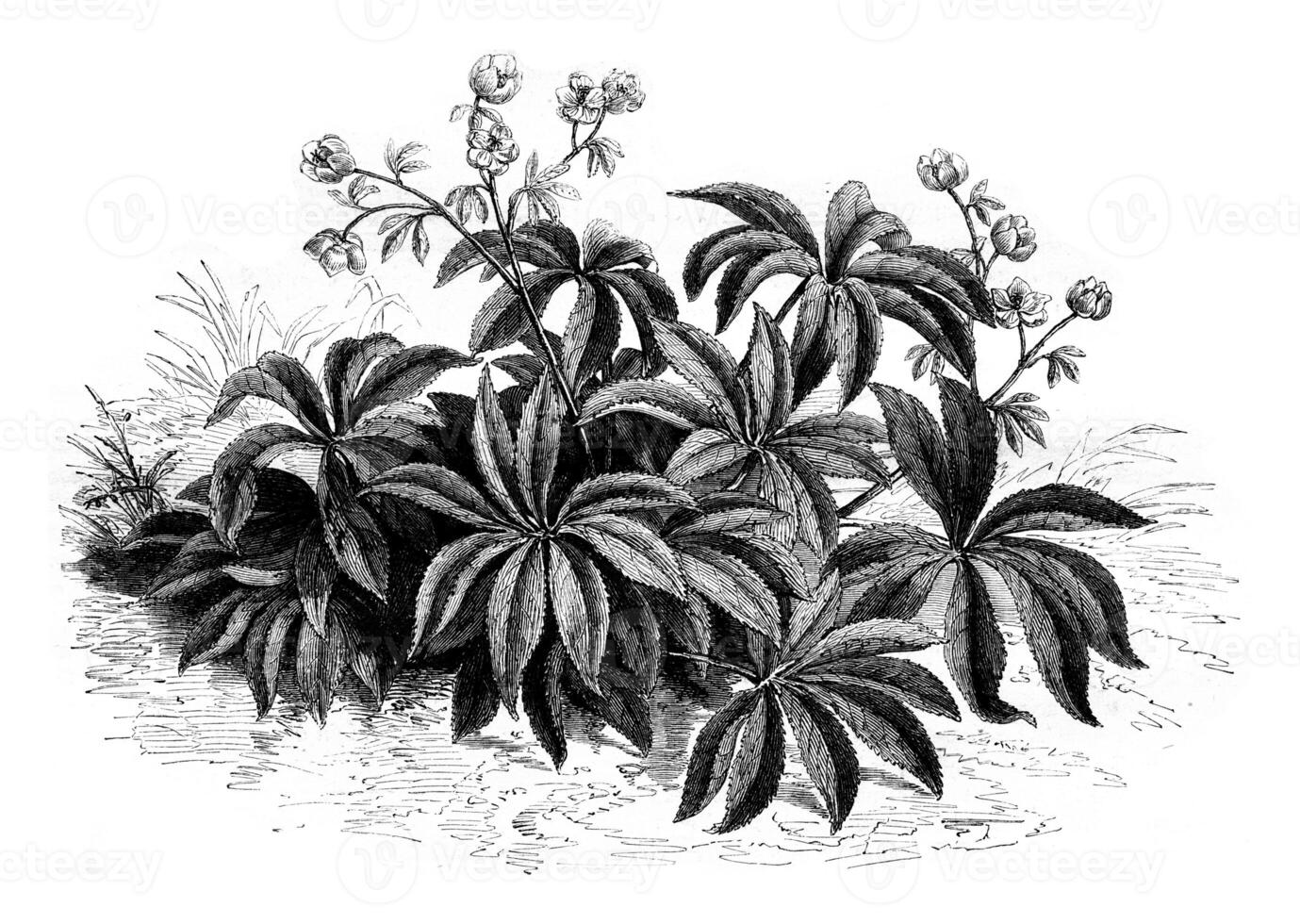 Oriental ellébore, ancien gravure. photo