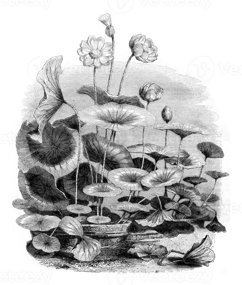 nelumbo nuciifère, ancien gravure. photo