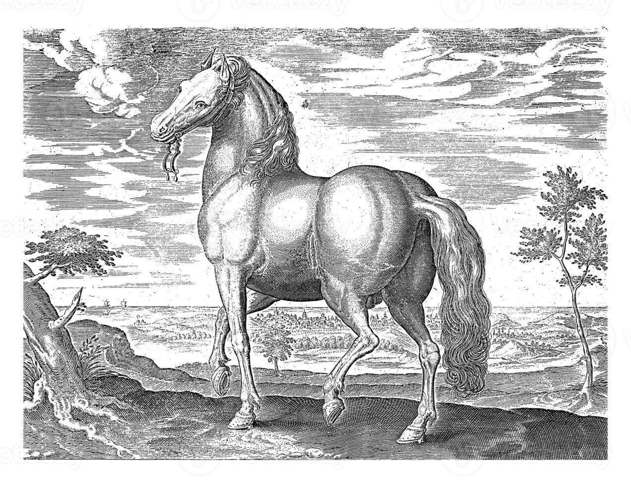 cheval de Sardaigne, ancien illustration. photo