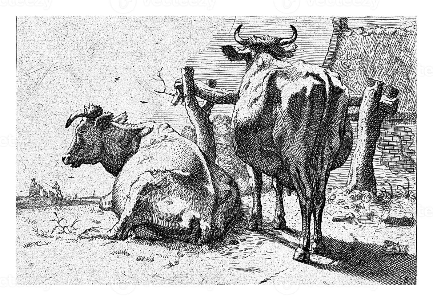 deux vaches vu de derrière, paulus potier, 1650 - 1700 photo