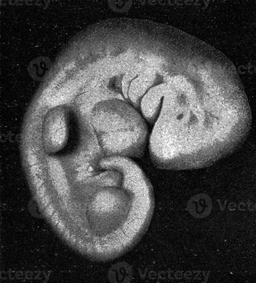 Jeune Humain embryon avec charrues de branchial arches et branchie fentes, comme bien comme membres dans le forme de nageoires, ancien gravure. photo