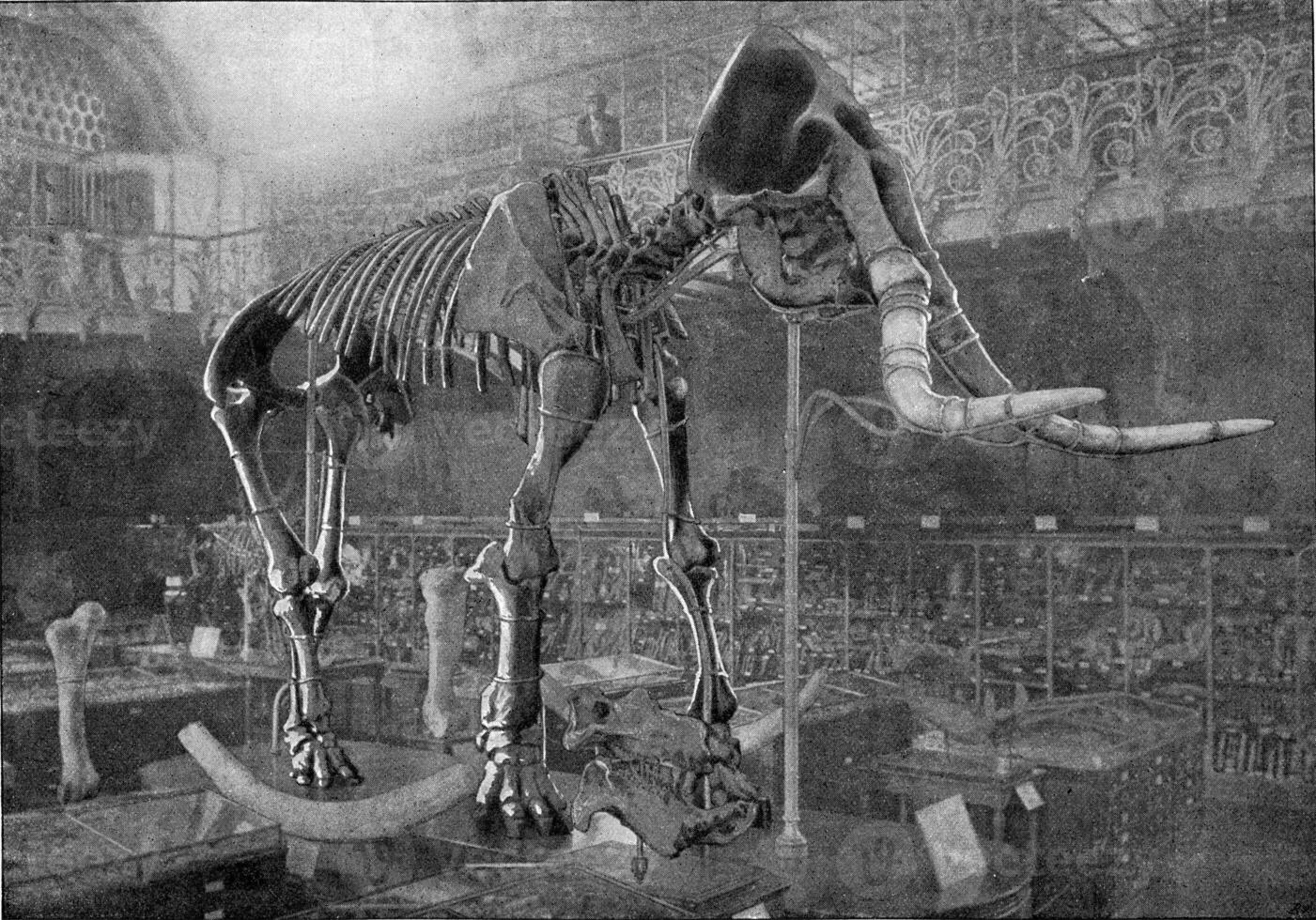 squelette de elephas meridionalis Nesti, ancien gravure. photo