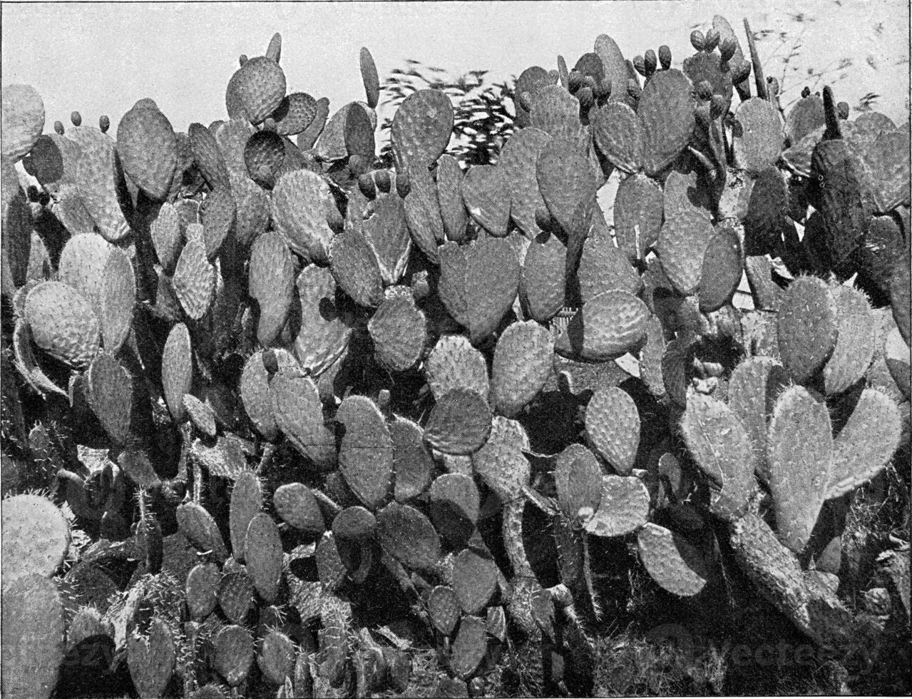 cactus dans le tropiques, ancien gravure. photo