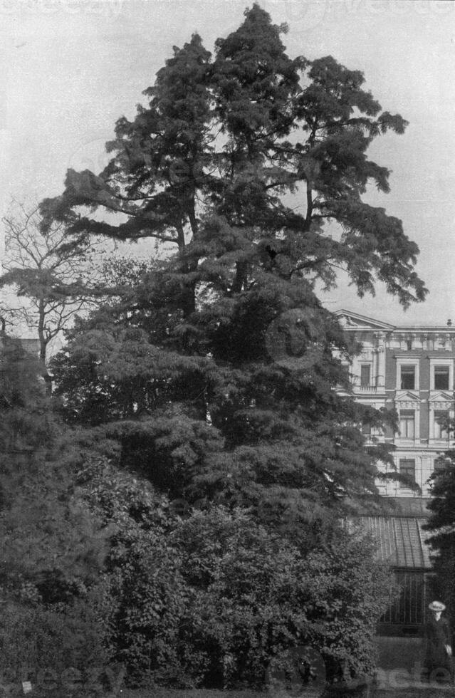 marais Chypre, ancien gravure. photo