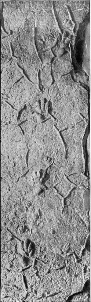 trace de pas de le chirotherium de Hessberg près Hildburghausen, ancien gravure. photo
