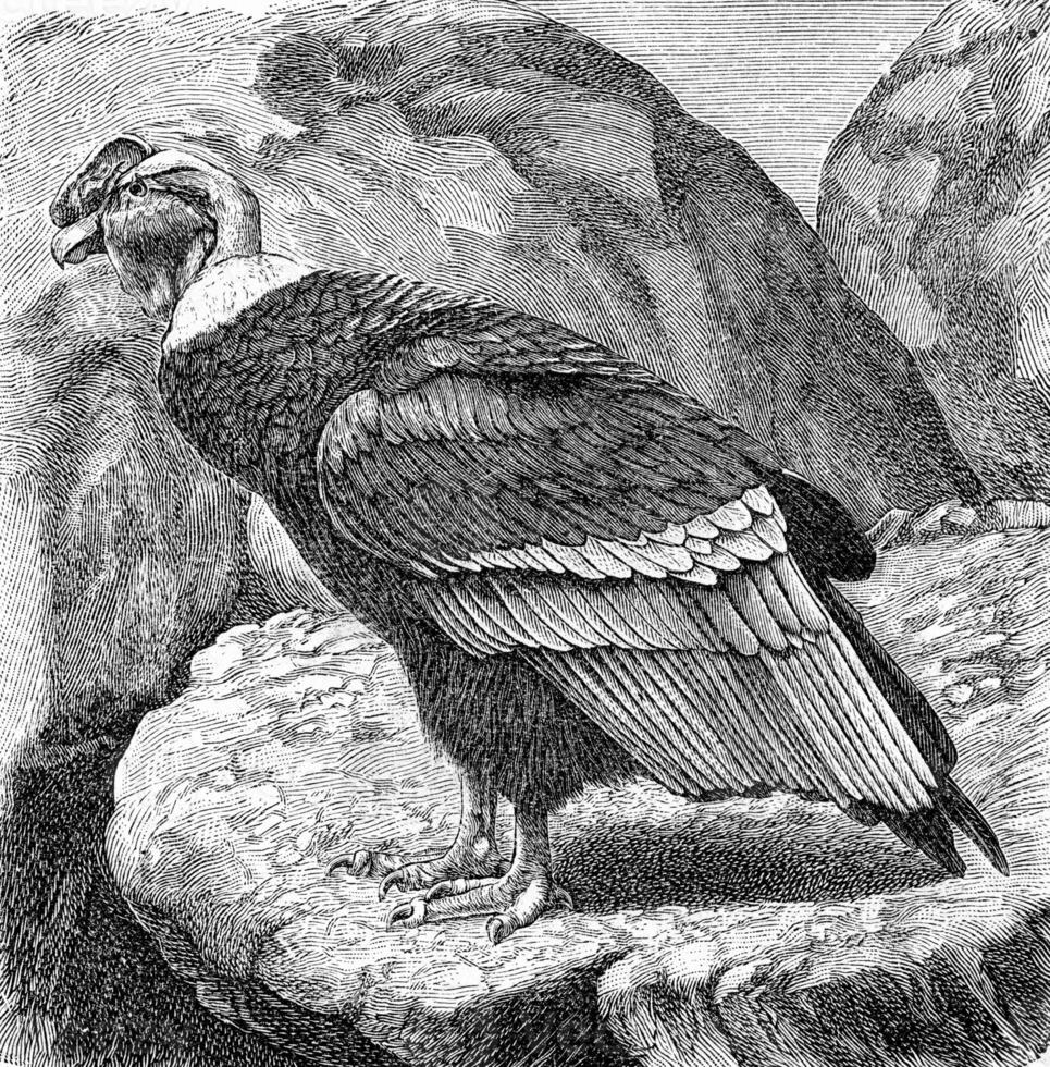 le condor, ancien gravure. photo