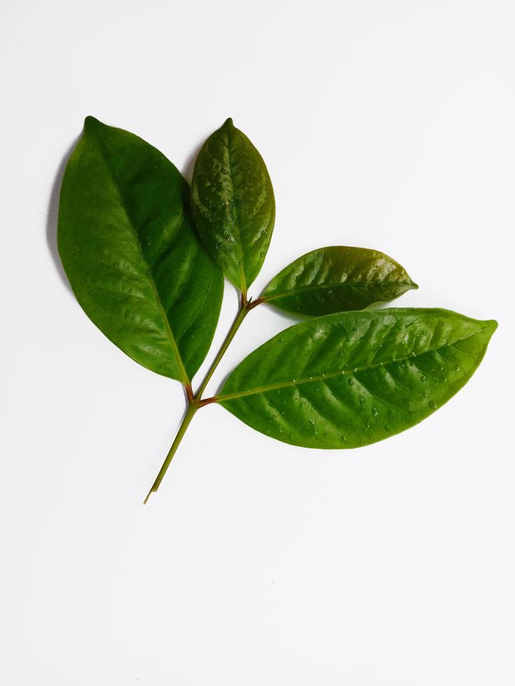 Vue de dessus portrait, quelques jeunes feuilles de laurier isolées sur fond blanc photo