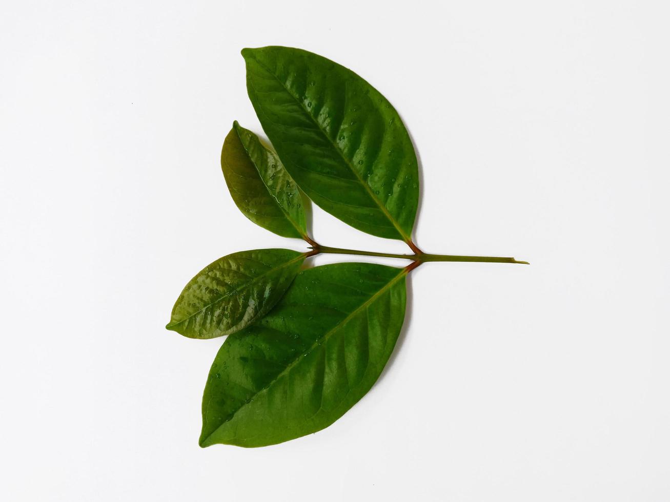 paysage vue de dessus, quelques jeunes feuilles de laurier isolées sur fond blanc photo