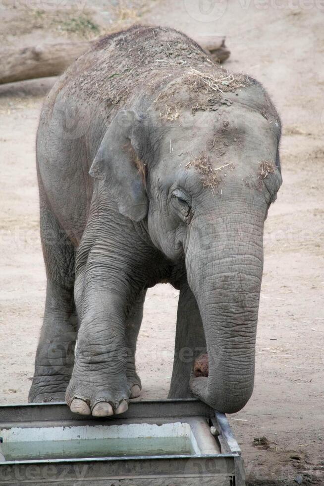 une bébé l'éléphant posant avec un pied soulevé. photo