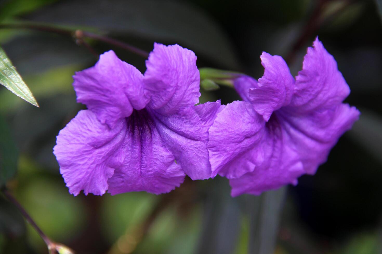 magnifique sauvage violet fleur dans le jardin photo
