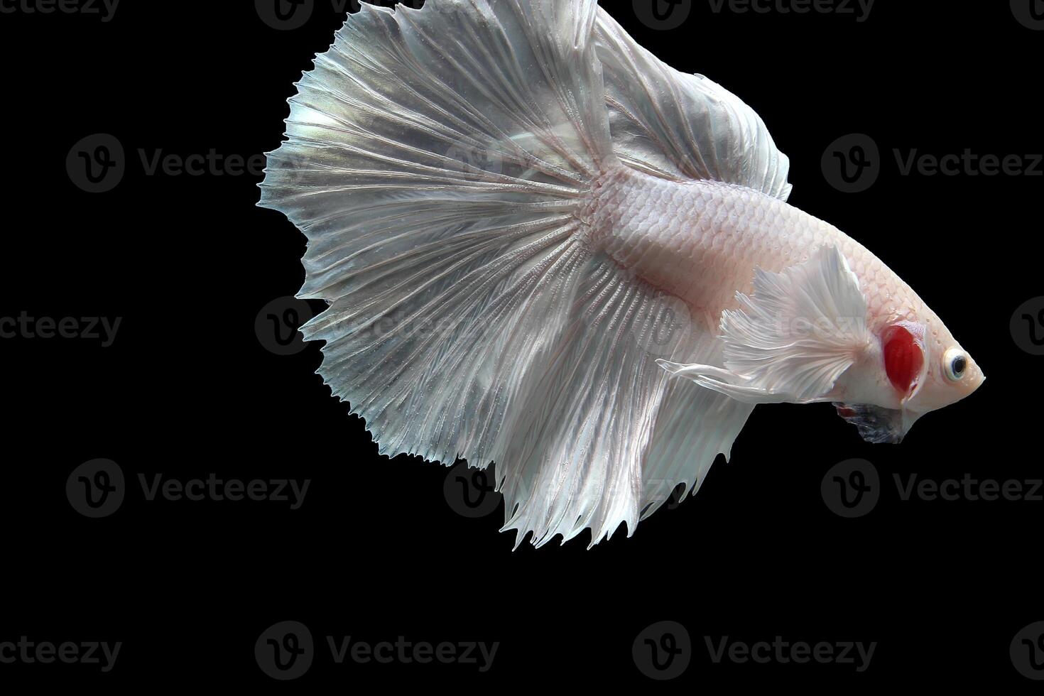platine demi Lune Dumbo oreille betta poisson sur noir Contexte photo