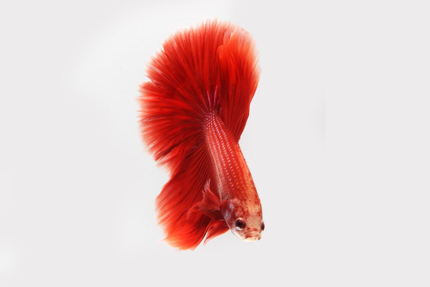 super rouge betta poisson sur noir Contexte photo