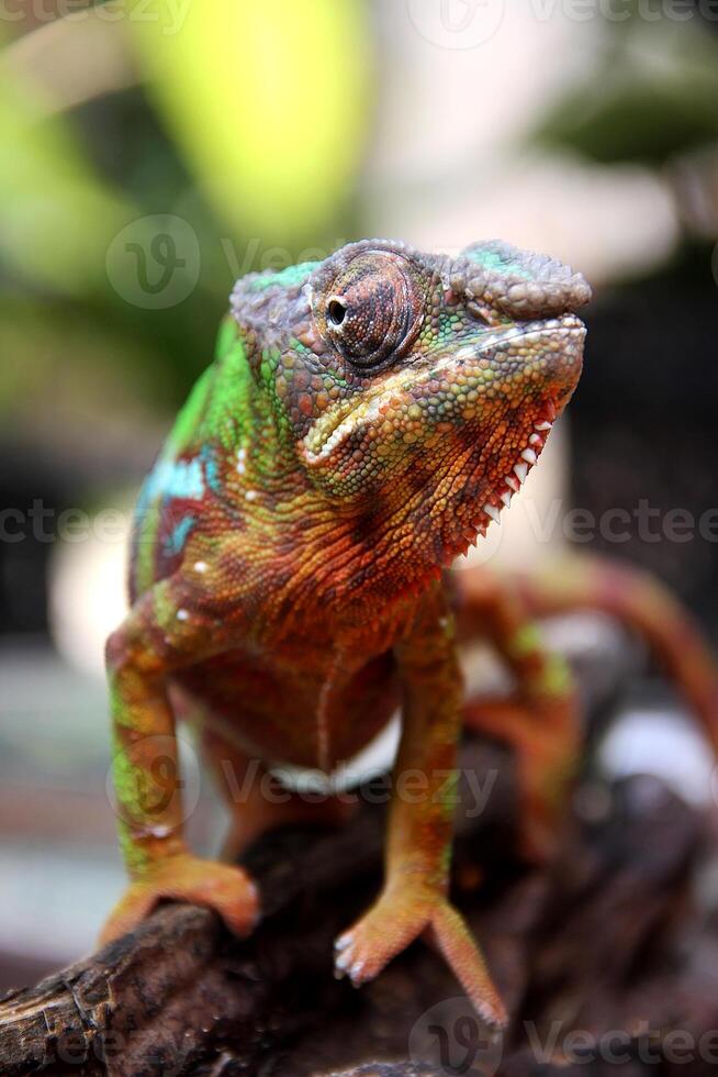 magnifique créature ambilobe panthère caméléon photo