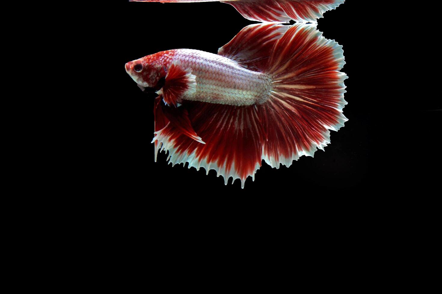 rouge lavande Rose queue betta poisson photo