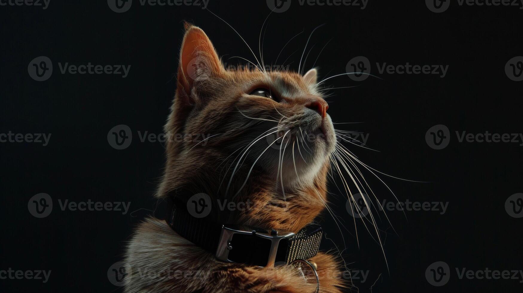 ai généré chat avec une chat collier professionnel la photographie photo