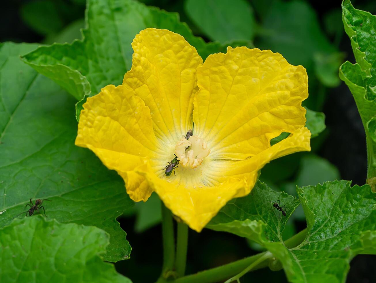 pollen de citrouille fleur. photo