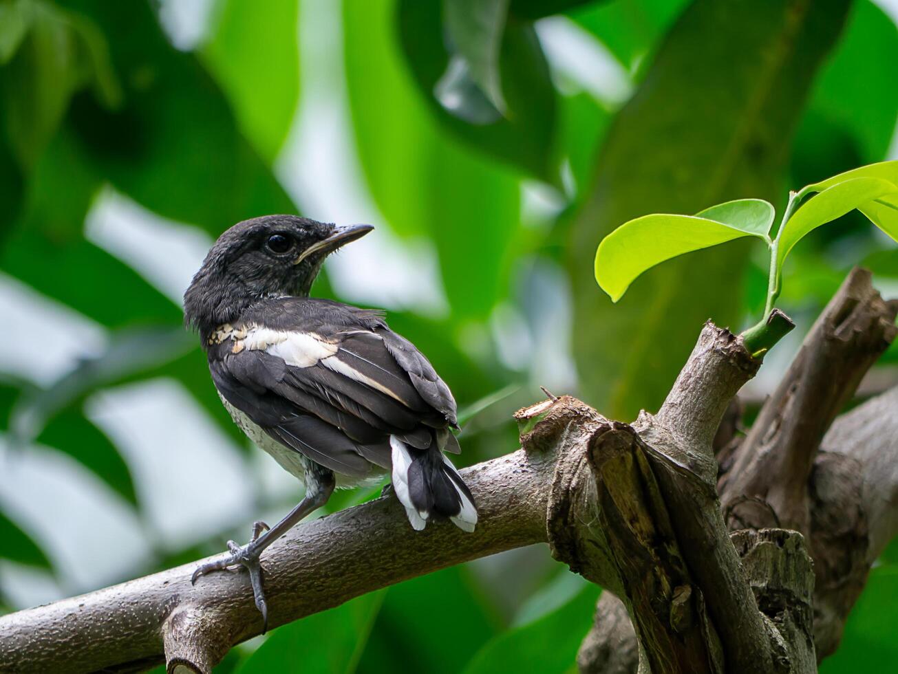 noir et blanc oiseau sur branche. photo