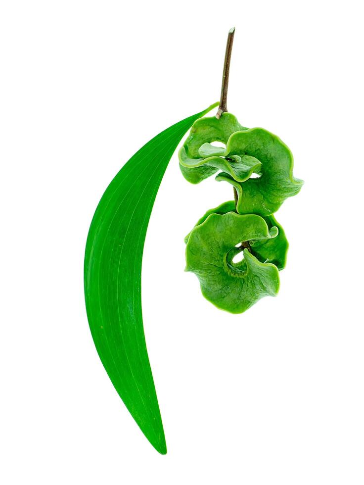feuille d'oreille acacia plante photo