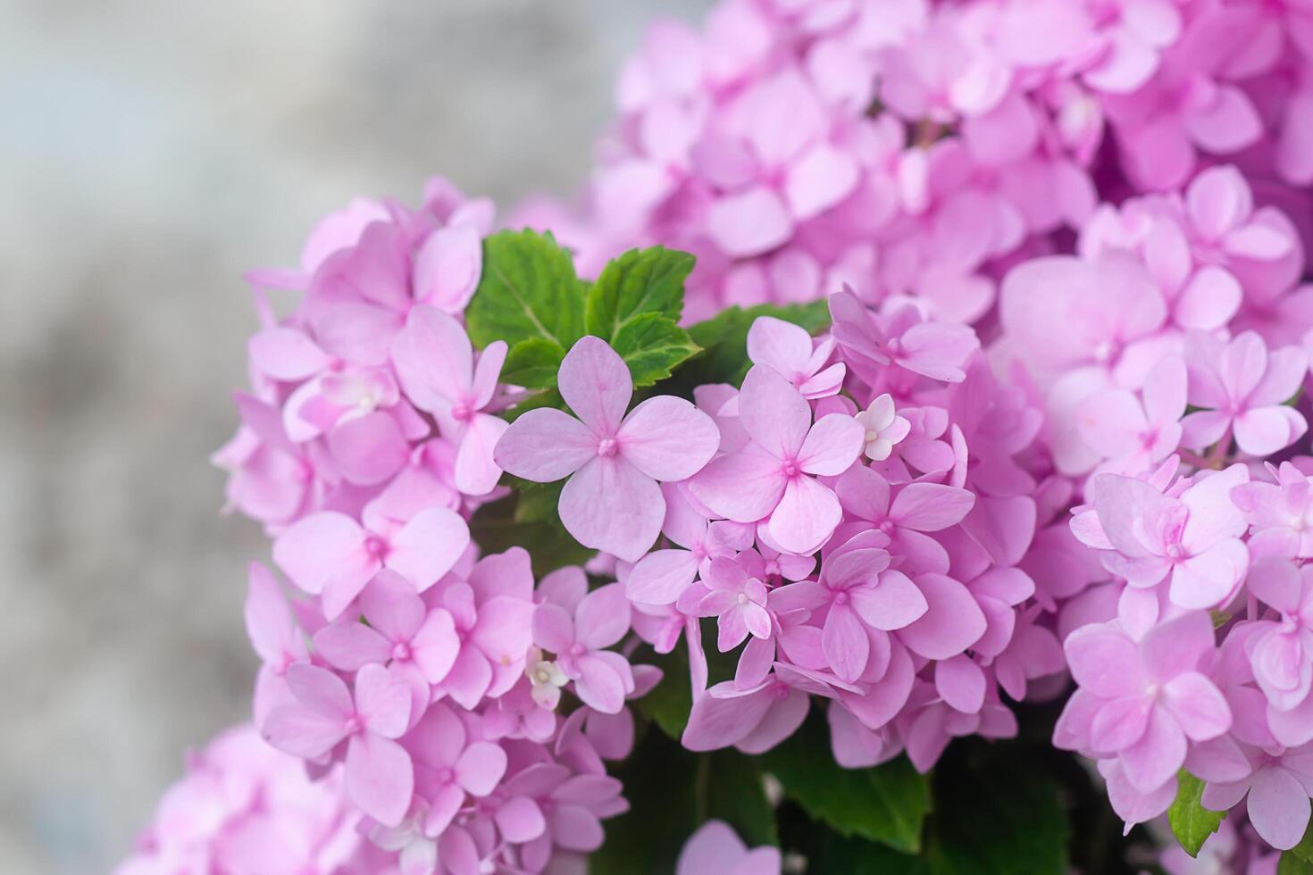 proche en haut hortensia fleur. photo