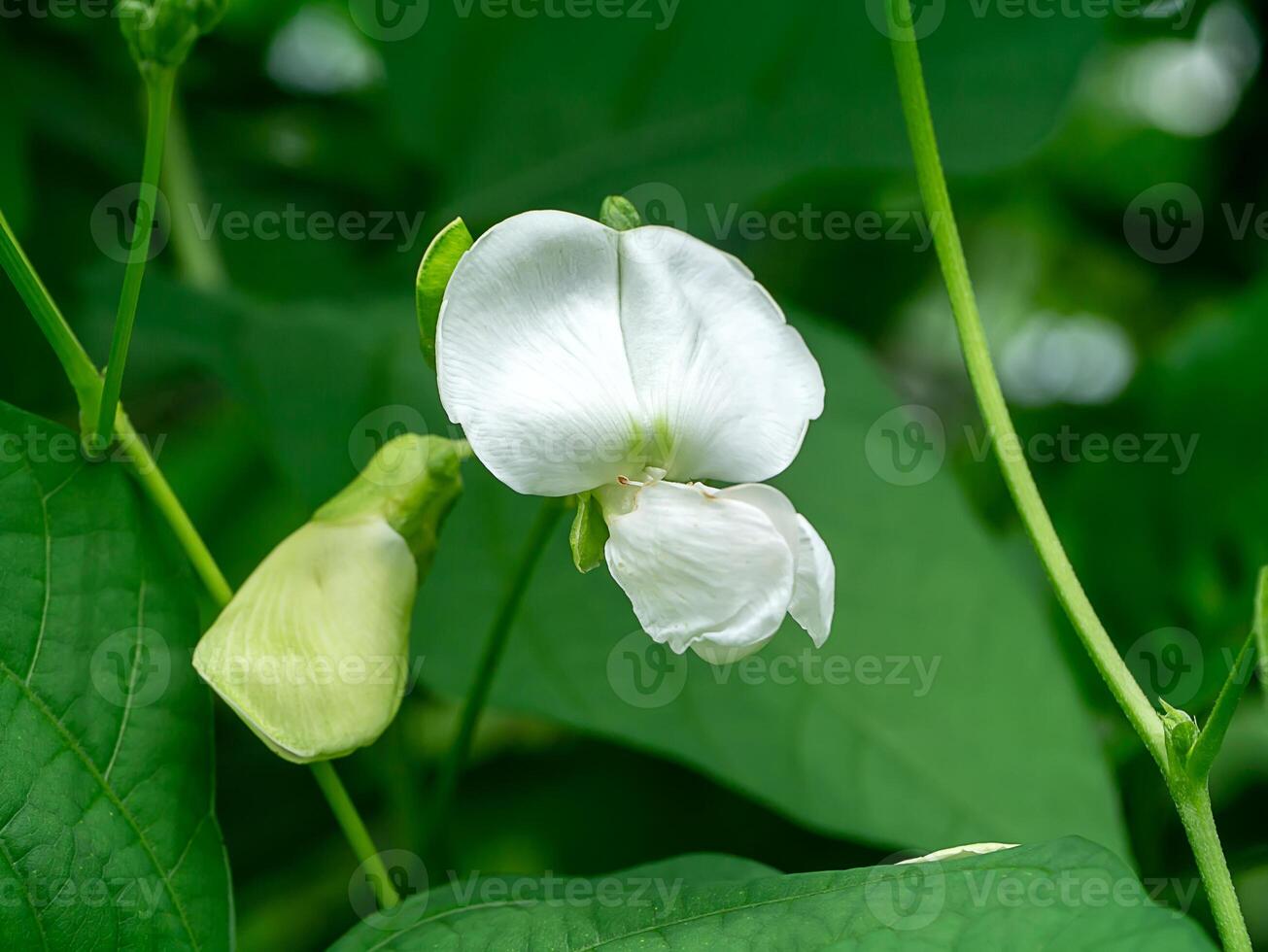 proche en haut de aile haricot fleur. photo