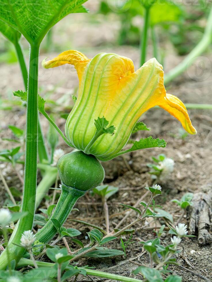 proche en haut de citrouille fleur. photo