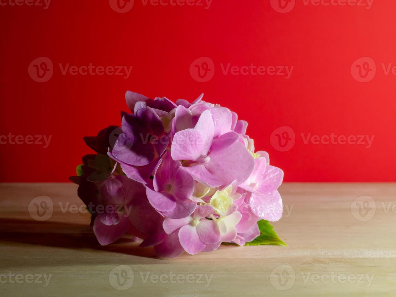 bouchent fleur d'hortensia photo