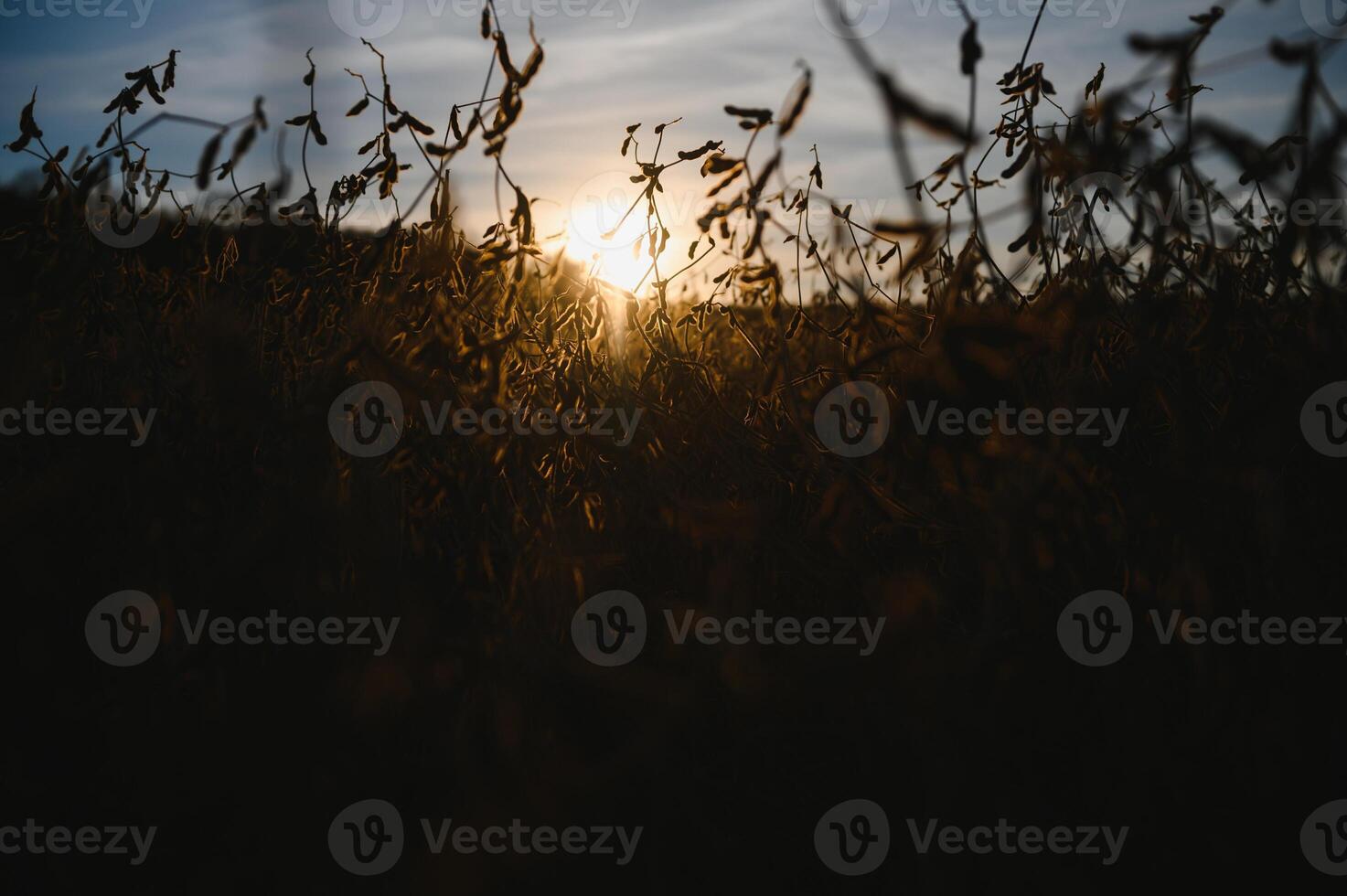 soja dosettes sur le plantation à le coucher du soleil. agricole la photographie. photo