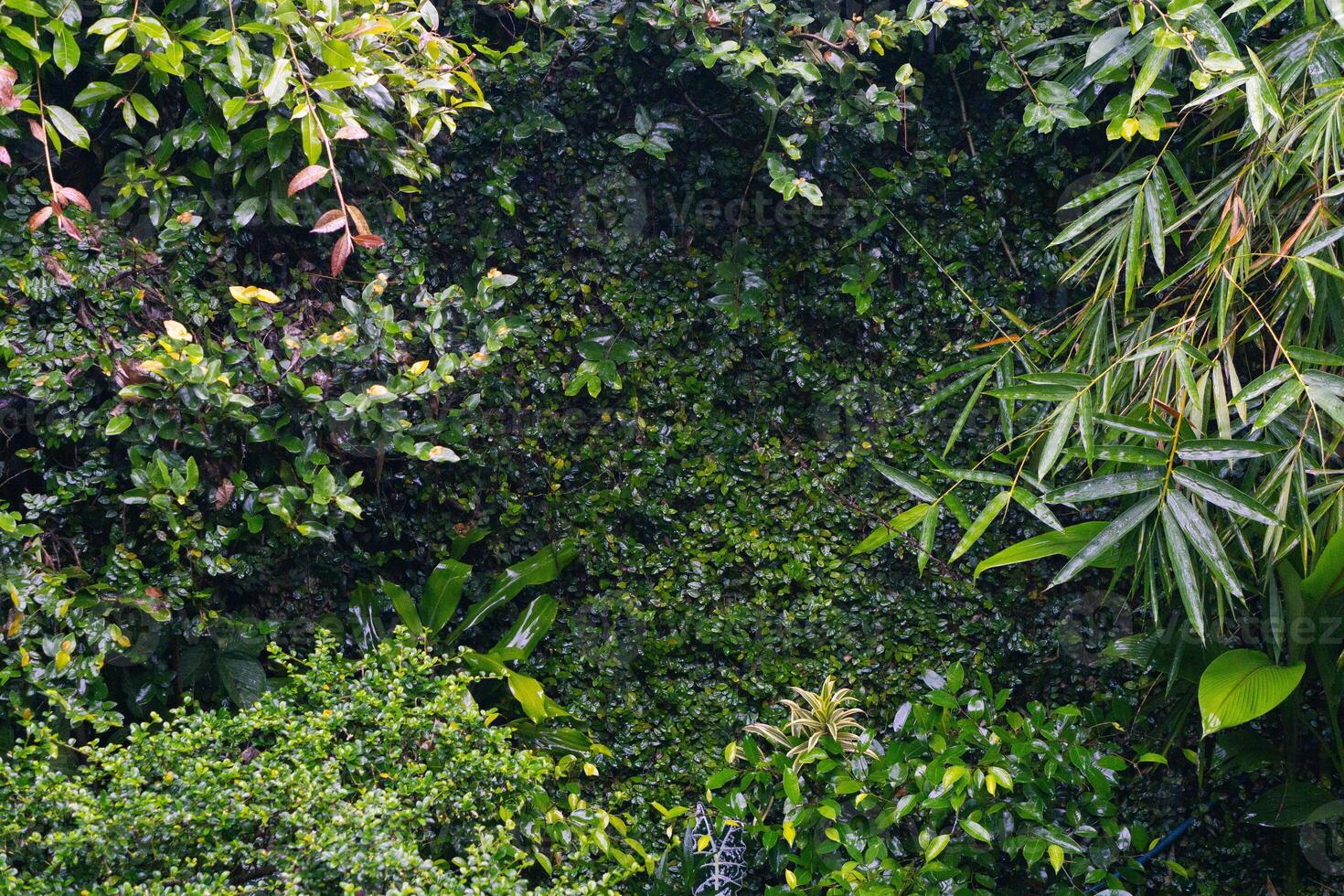 proche en haut groupe de Contexte tropical vert feuilles texture et abstrait Contexte. tropical feuille la nature concept. photo