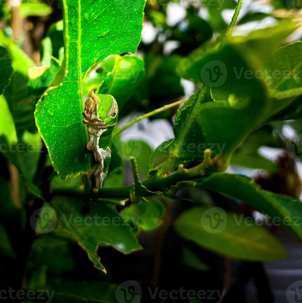 keket serpent de Indonésie, une mangeur de feuilles serpent, avec une vert Couleur comme le Couleur de le feuilles photo