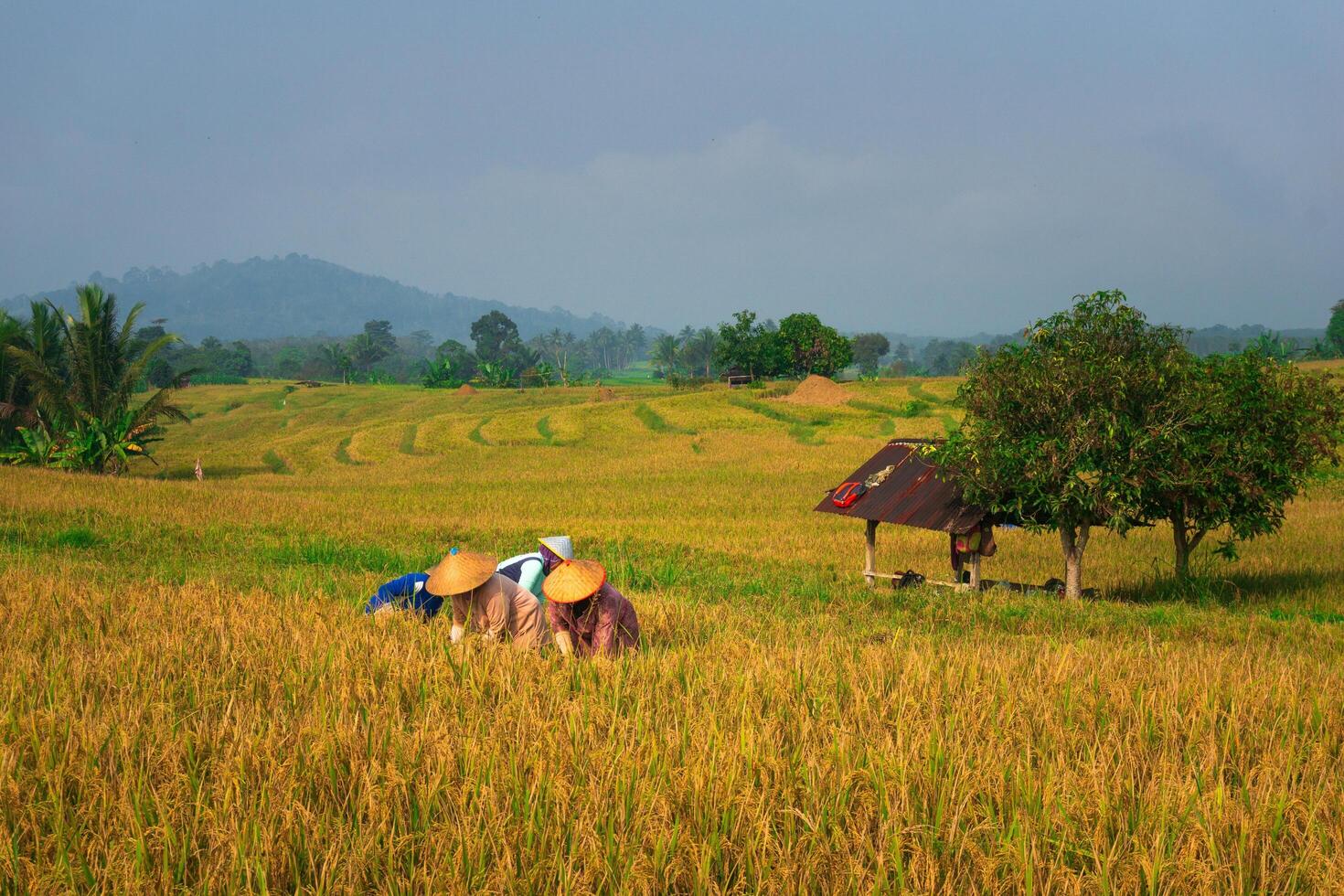 le beauté de le brumeux Matin panorama avec lever du soleil et riz des champs dans Bengkulu photo