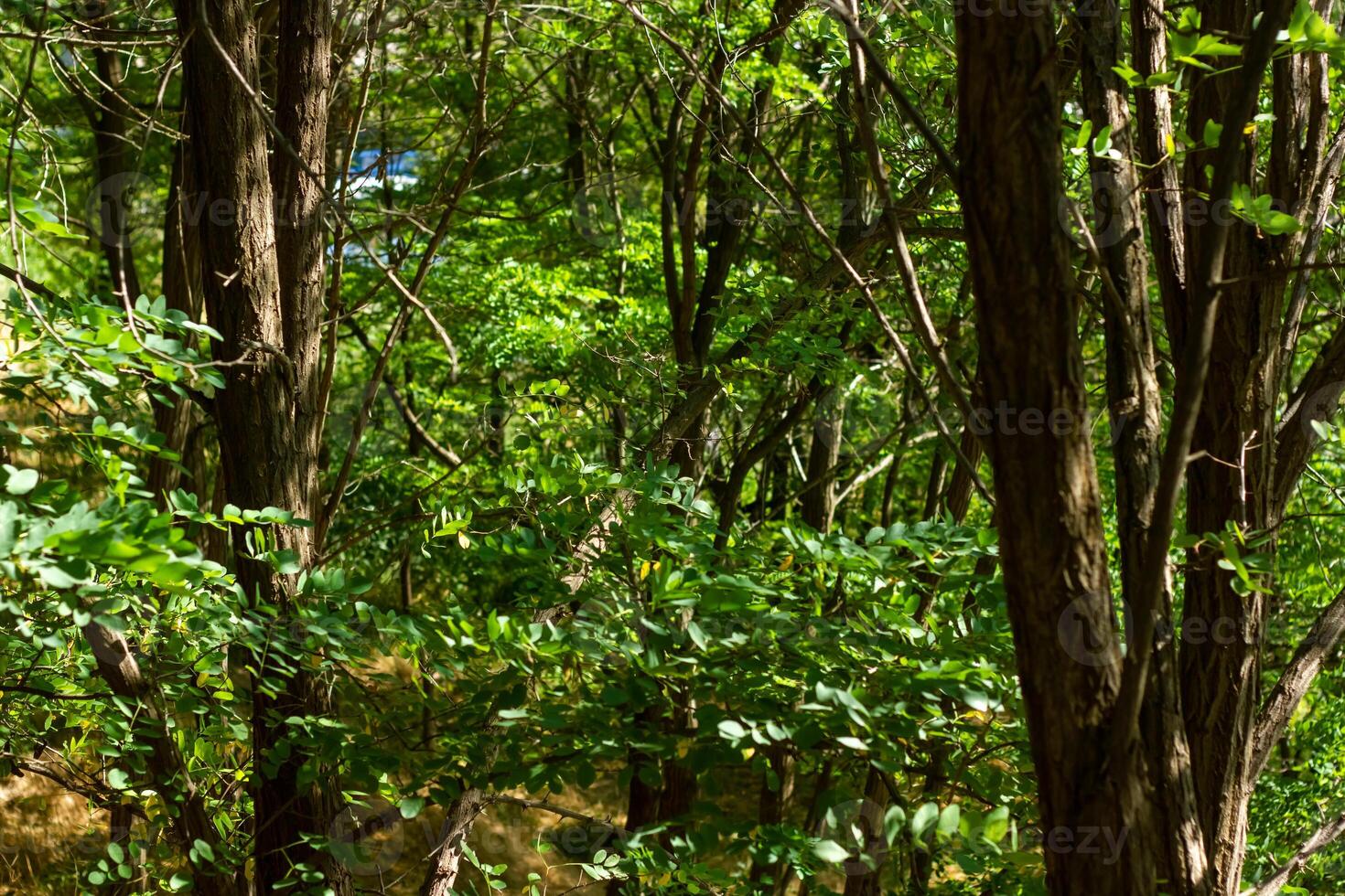 été scène, la nature dans le été journée photo