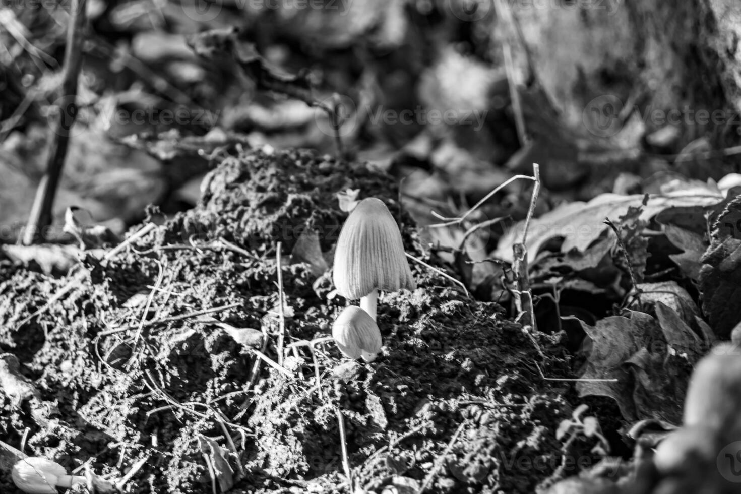 la photographie à thème grand magnifique toxique champignon dans forêt sur feuilles Contexte photo