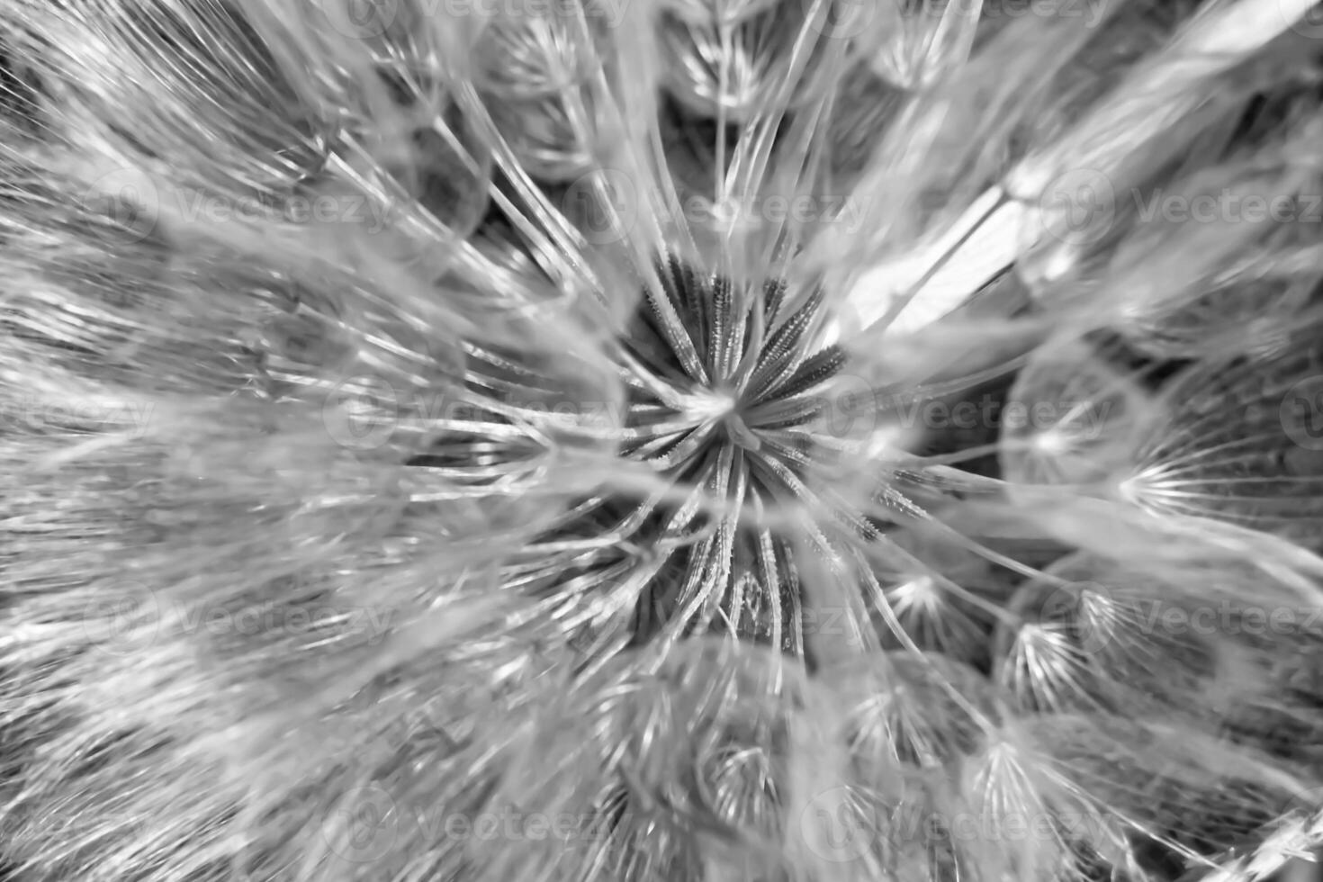 beau pissenlit de graine de fleur sauvage sur fond de prairie photo