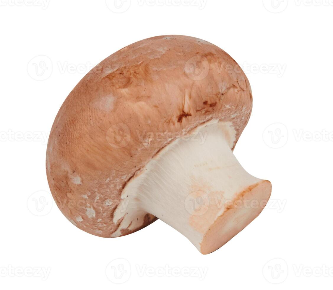 marron champignon isolé photo