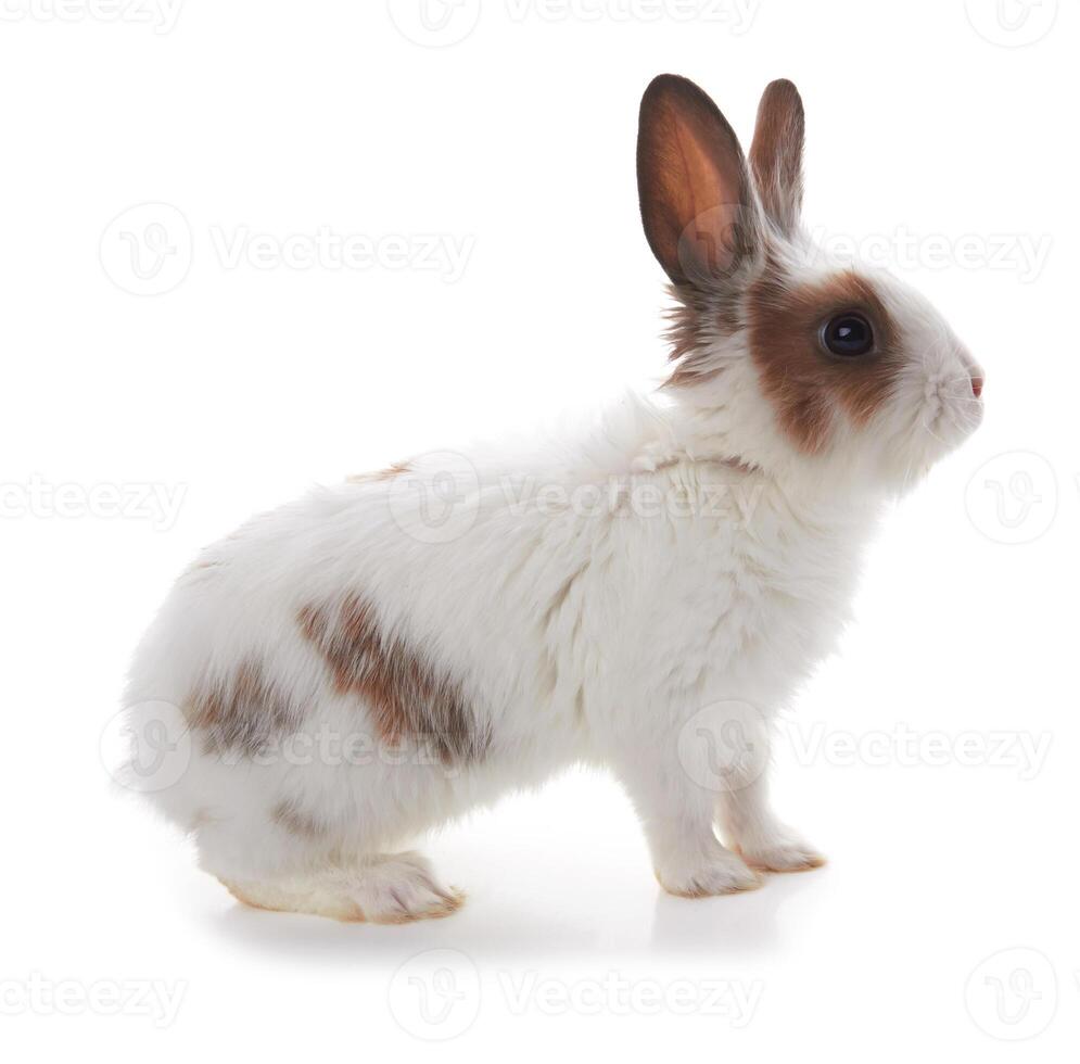 lapin sur blanc photo