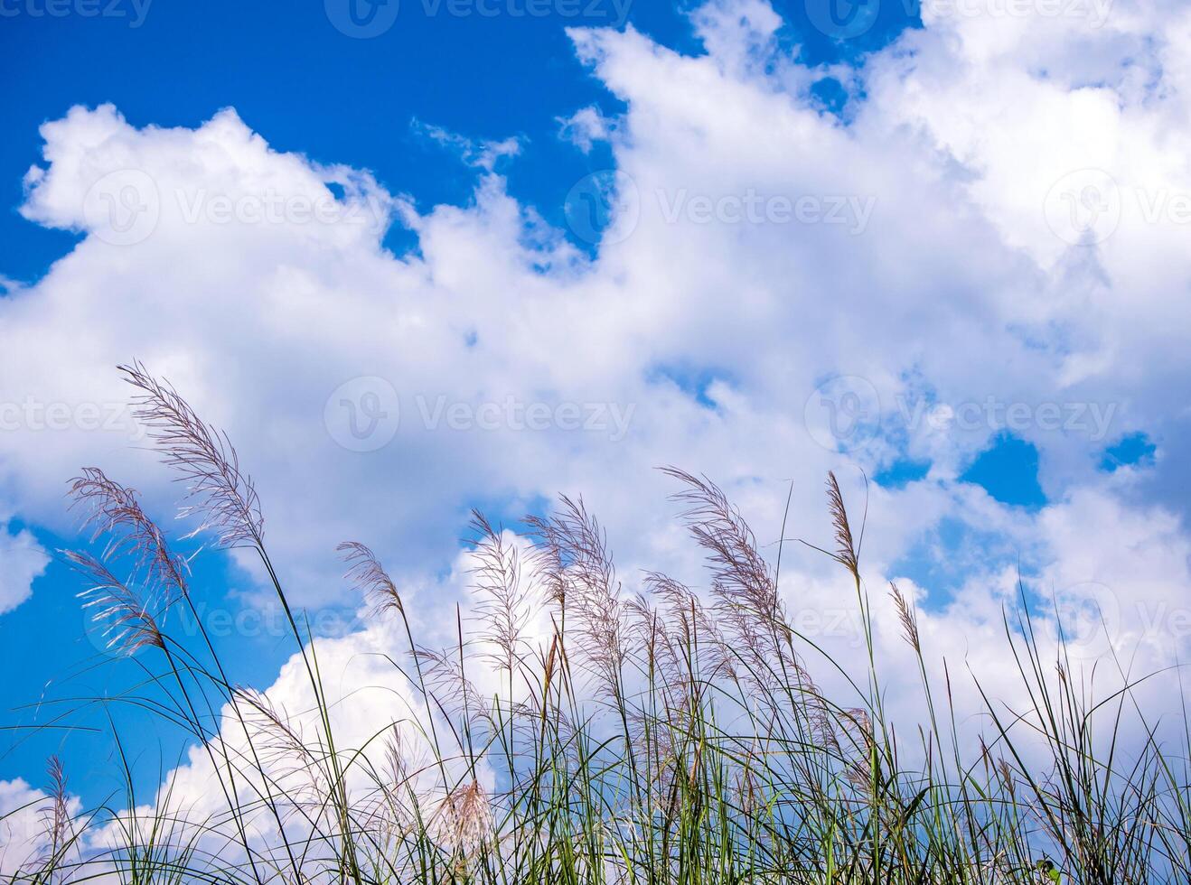 fleur de kans herbe se balancer dans le vent et le ciel bleu photo