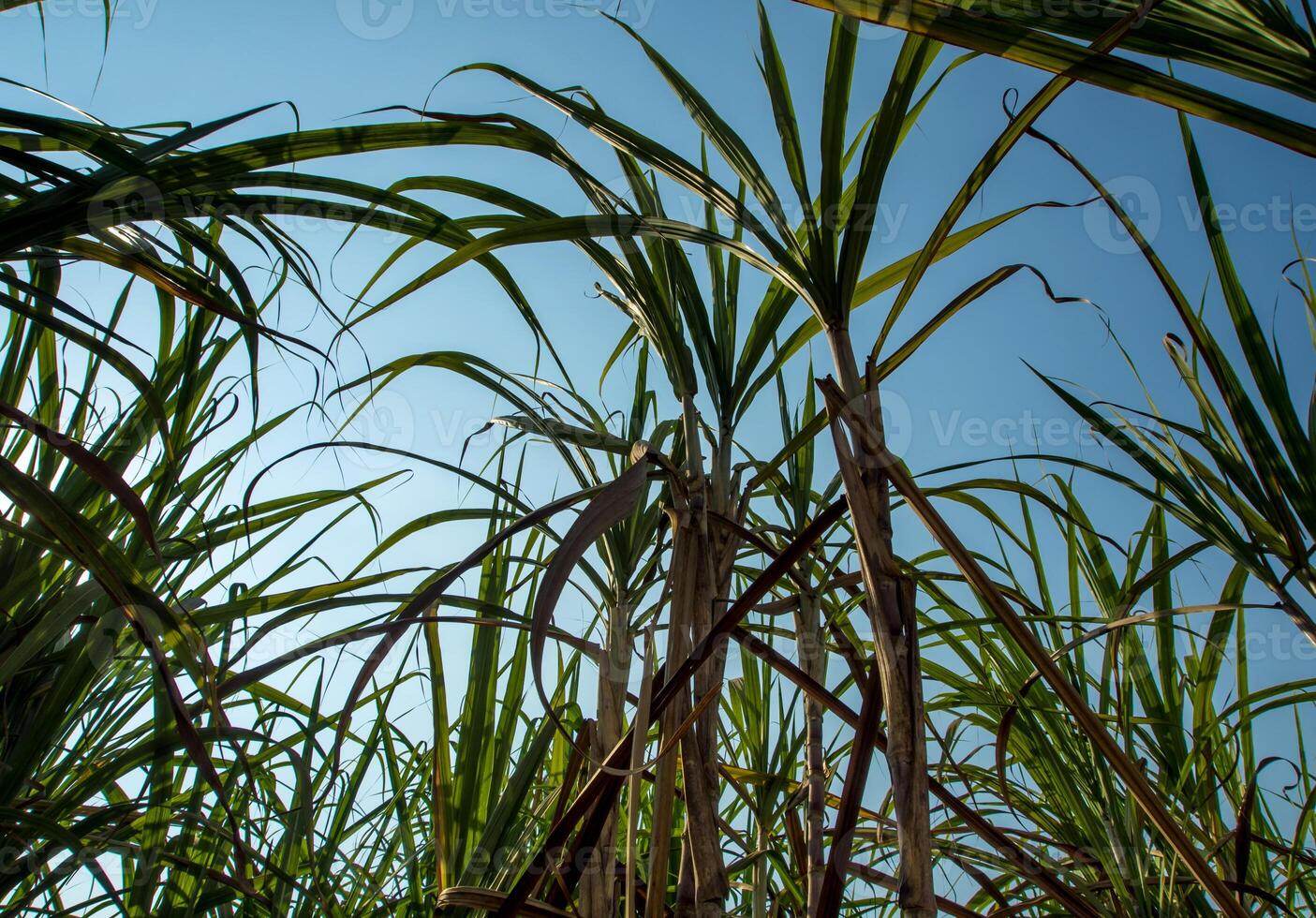 lame de canne à sucre dans le vent dans la ferme photo