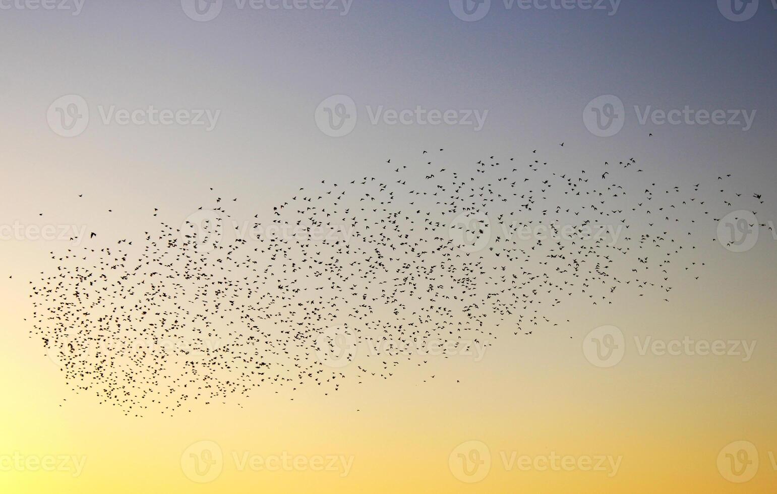 une troupeau de des oiseaux migrer dans le ciel à le coucher du soleil. représentation de liberté à thème photo