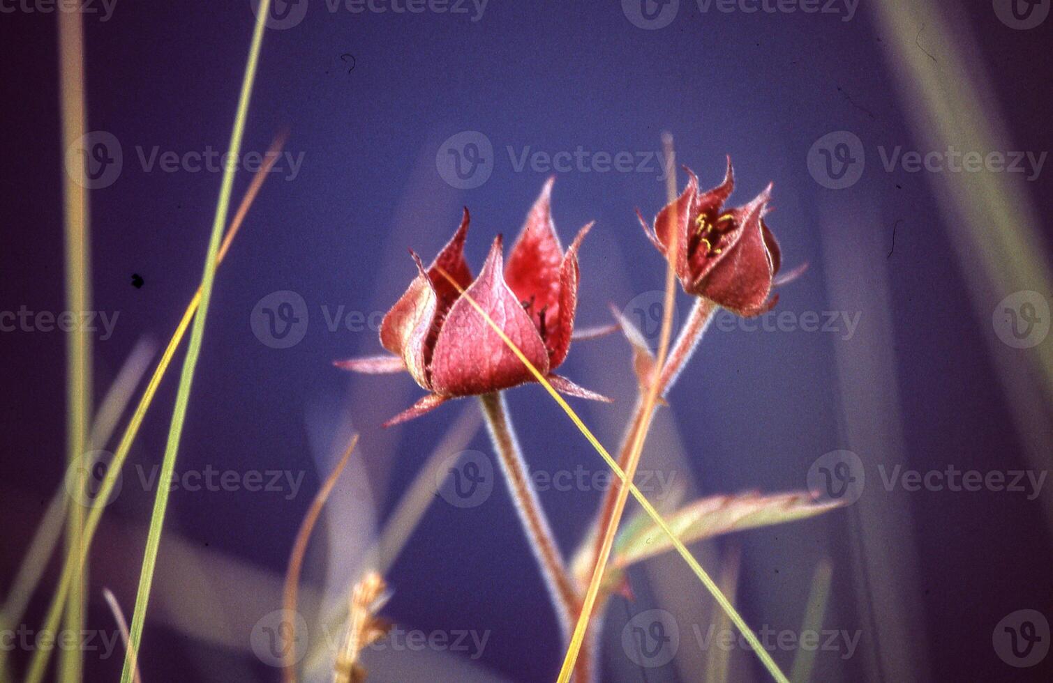 une fleur dans une champ photo