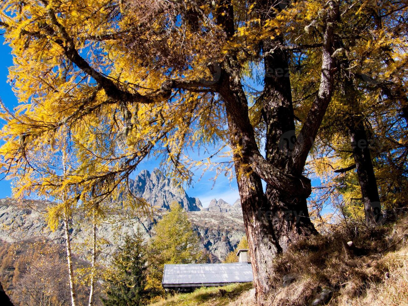 une arbre avec Jaune feuilles photo