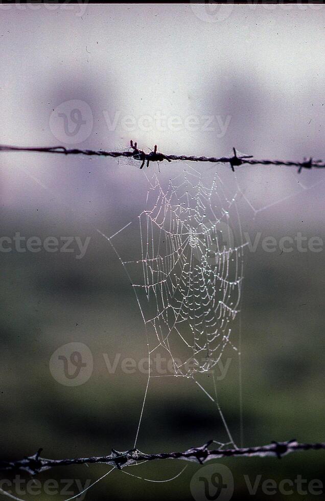 une araignée la toile sur une barbelé câble clôture photo