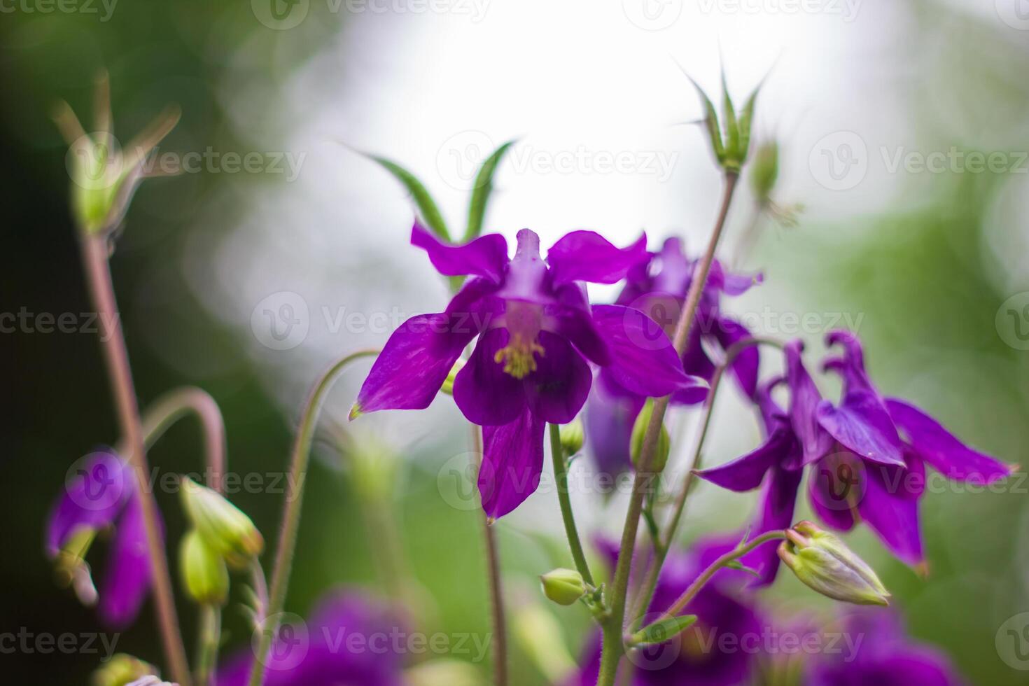 vert nature, printemps paysage photo