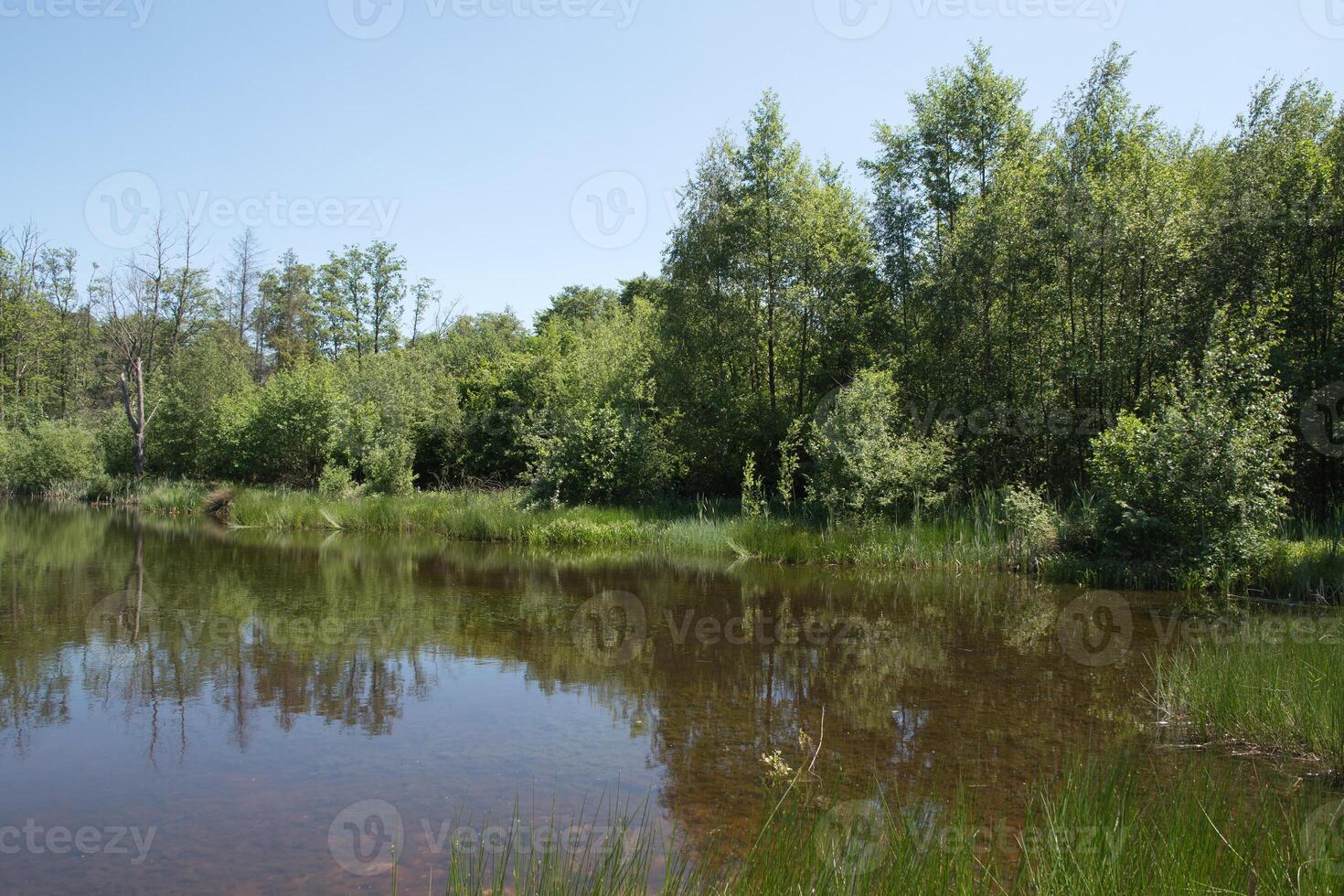 mixte forêt sur le rive de une Lac paysage, bouleau, épicéa des arbres dans mixte forêt photo