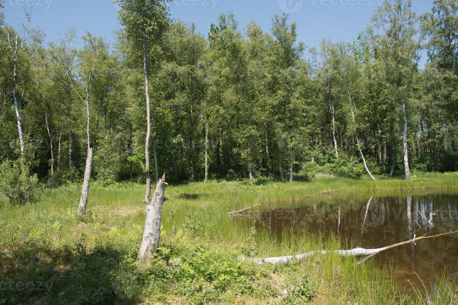 mixte forêt sur le rive de une Lac paysage, bouleau, épicéa des arbres dans mixte forêt photo