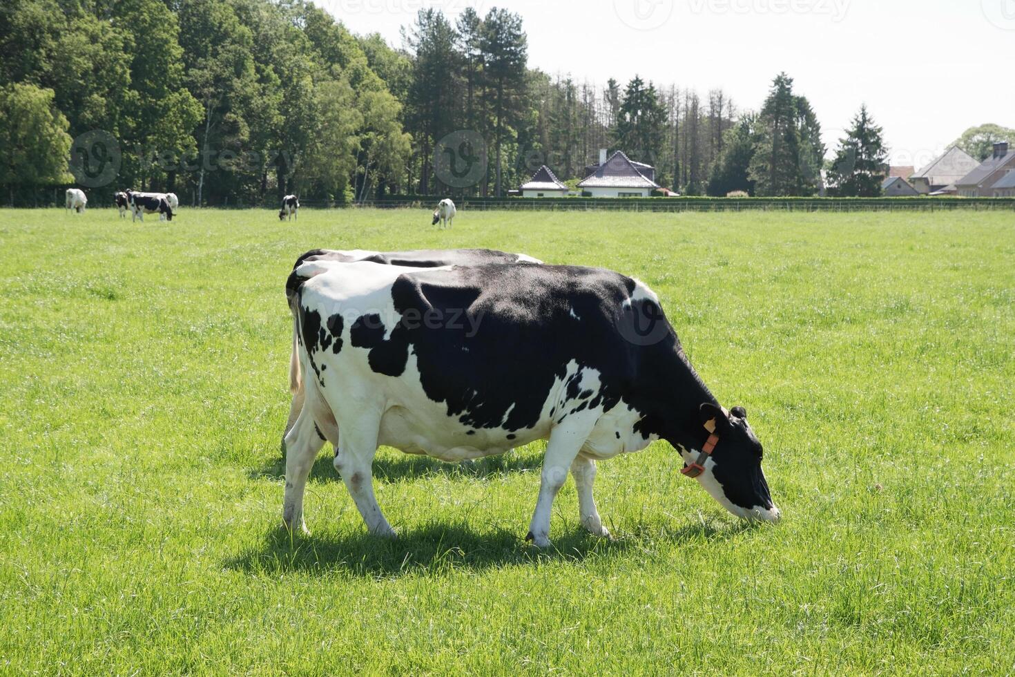 noir et blanc vaches pâturer dans une Prairie sur une ensoleillé été jour, manger vert herbe photo