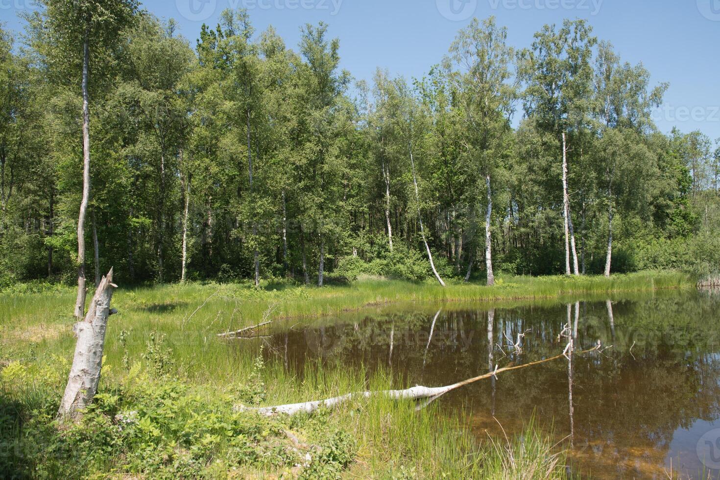 mixte forêt sur le rive de une Lac paysage, bouleau, épicéa des arbres dans mixte forêt photo