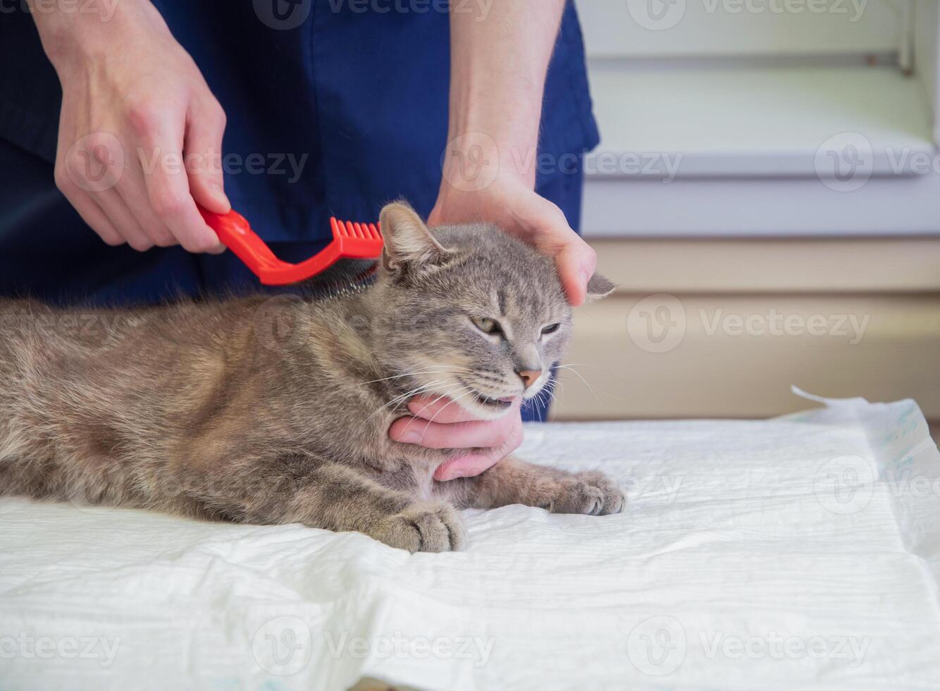 vétérinaire peignes une rue chaton à le bénévole aide gare, gratuit chat Aidez-moi photo